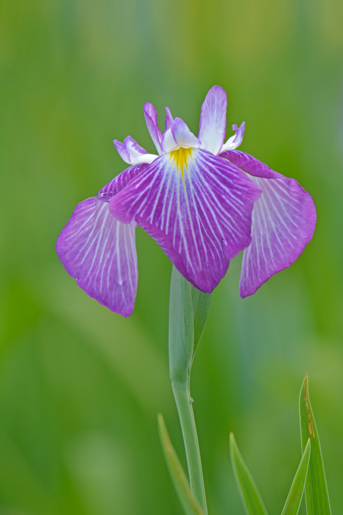 花菖蒲縦