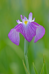 花菖蒲縦