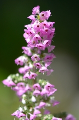 エリカの花