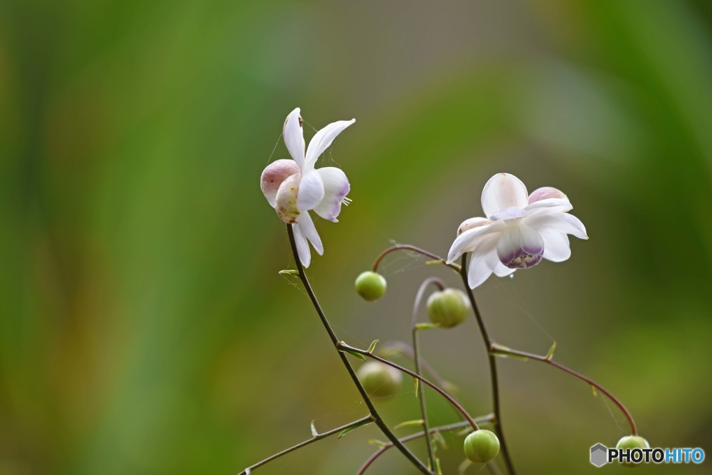 蓮華升麻