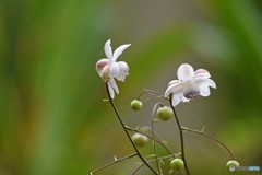 蓮華升麻