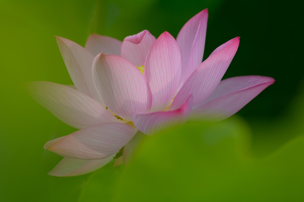 Ancient lotus.