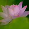 Ancient lotus.