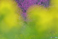 春