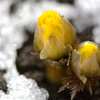 開花
