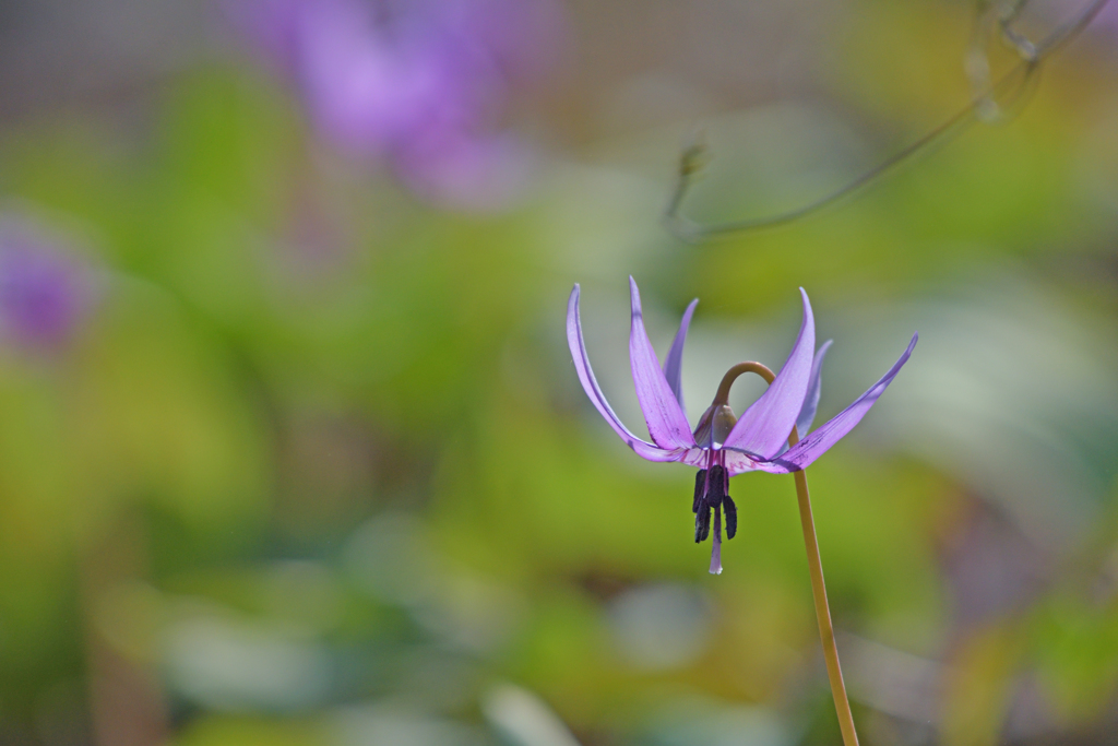 紫の花