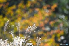 秋の気配