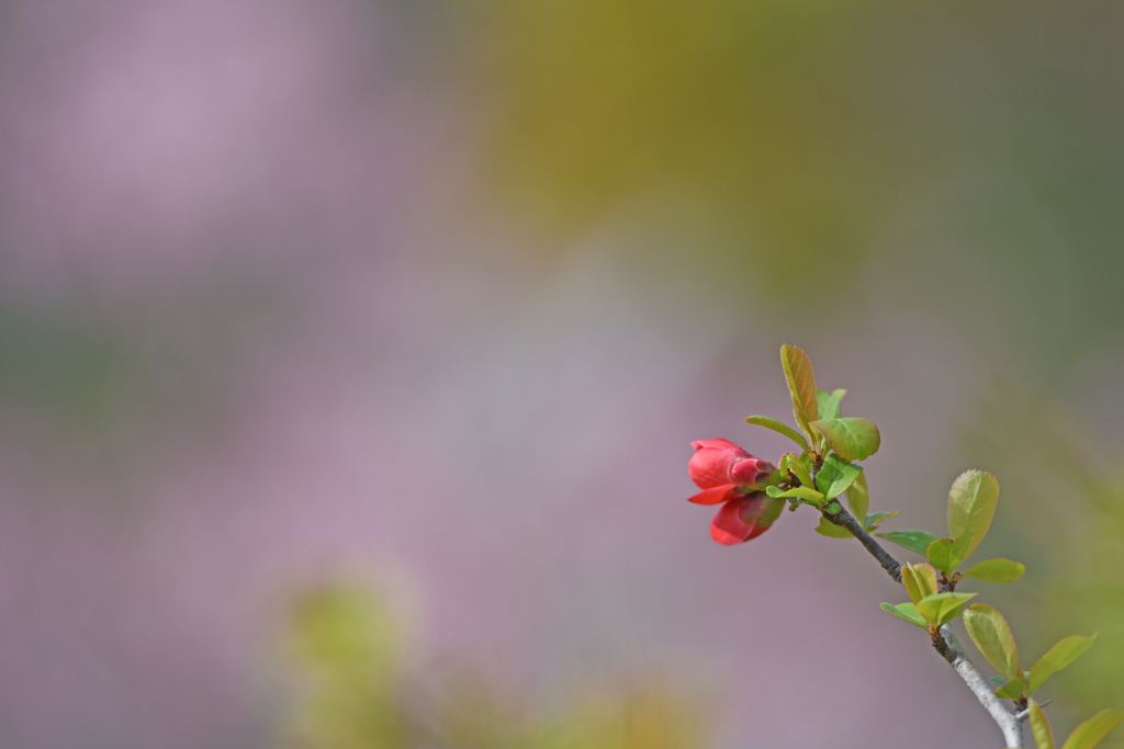 桜見