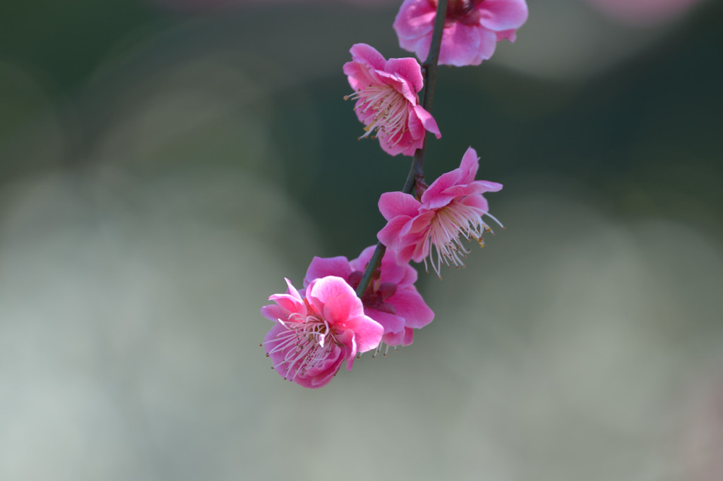 梅　紅白