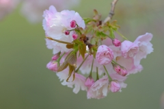 牡丹桜