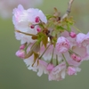 牡丹桜