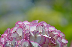 縁取り紫陽花