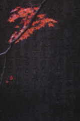 紅葉＠武田神社