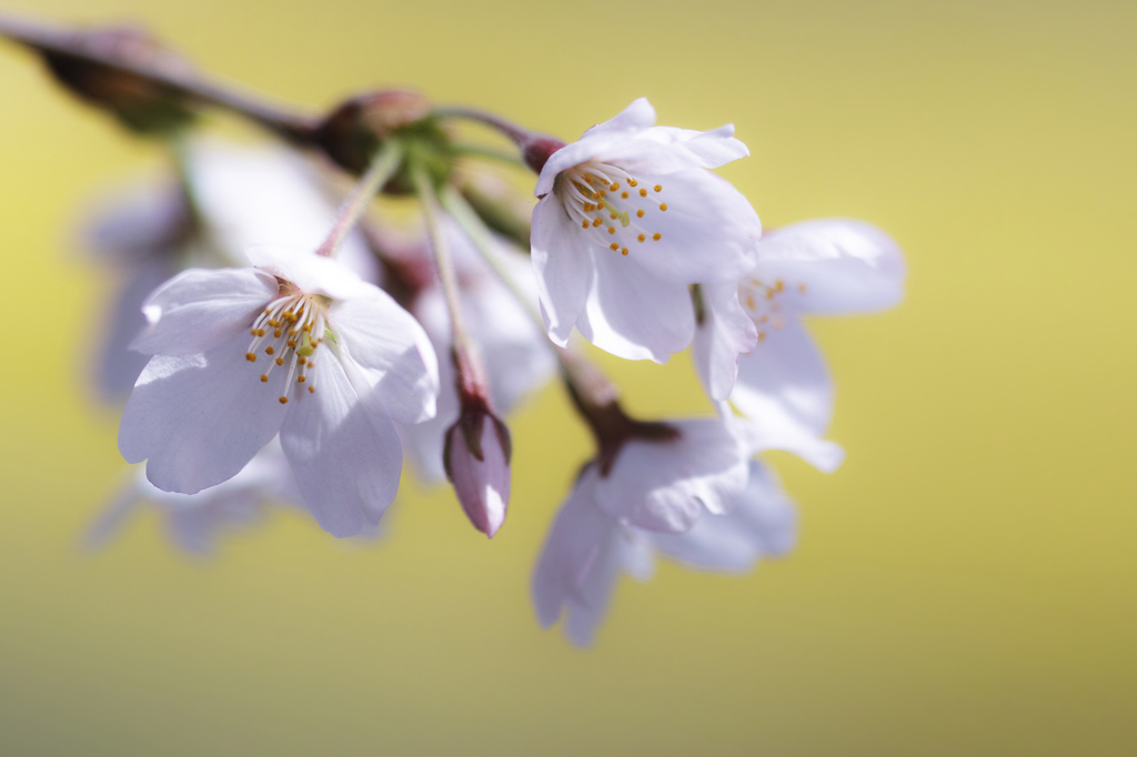 実相寺の桜