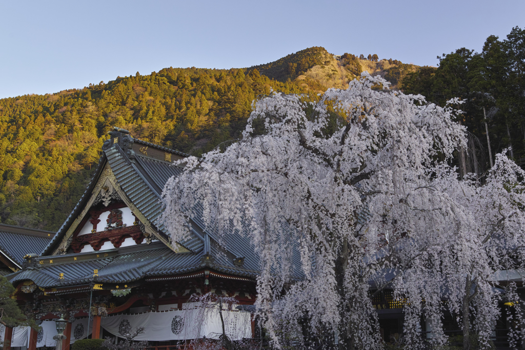 身延山久遠寺の枝垂れ桜