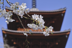 身延山久遠寺の桜