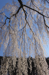 身延山久遠寺の枝垂れ桜