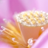 蓮華