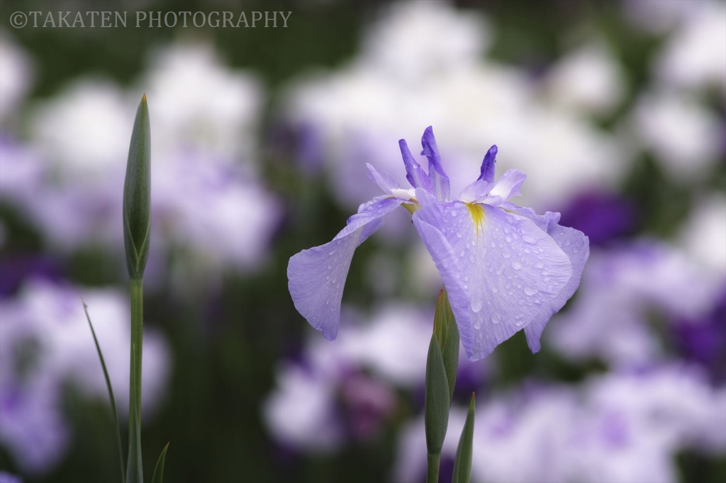 花菖蒲