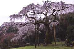 長興山紹太寺の枝垂れ桜