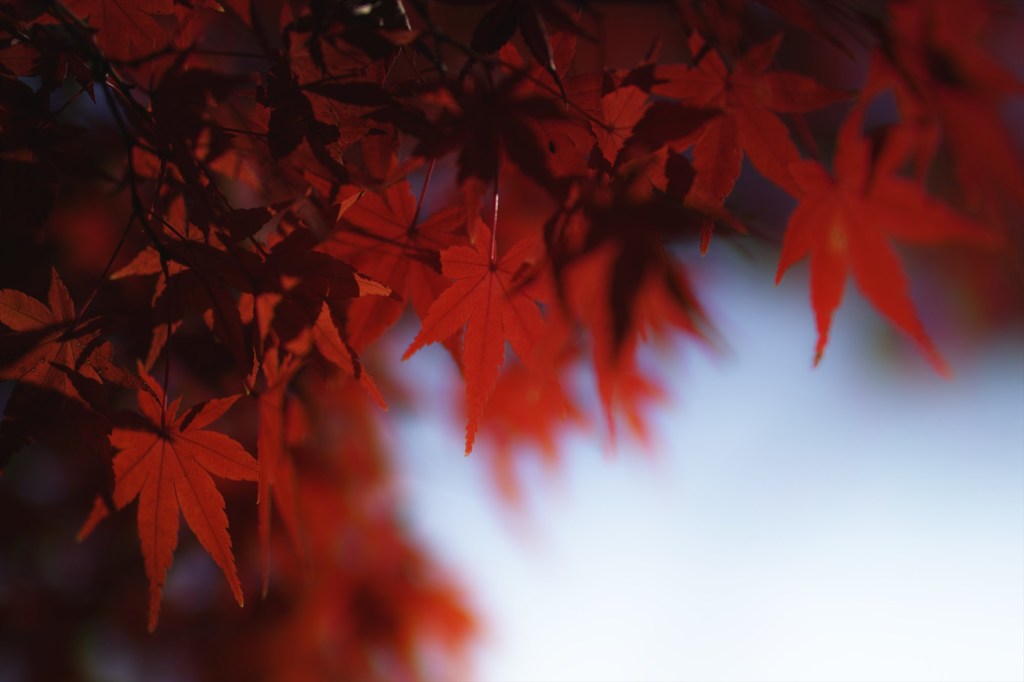 紅葉＠八田家書院