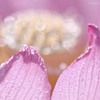 蓮華