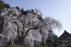 身延山久遠寺の枝垂れ桜