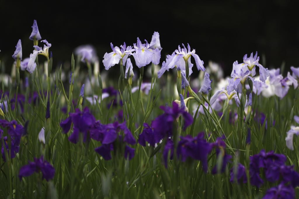 相模原公園の花菖蒲