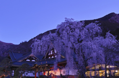 身延山久遠寺の枝垂れ桜