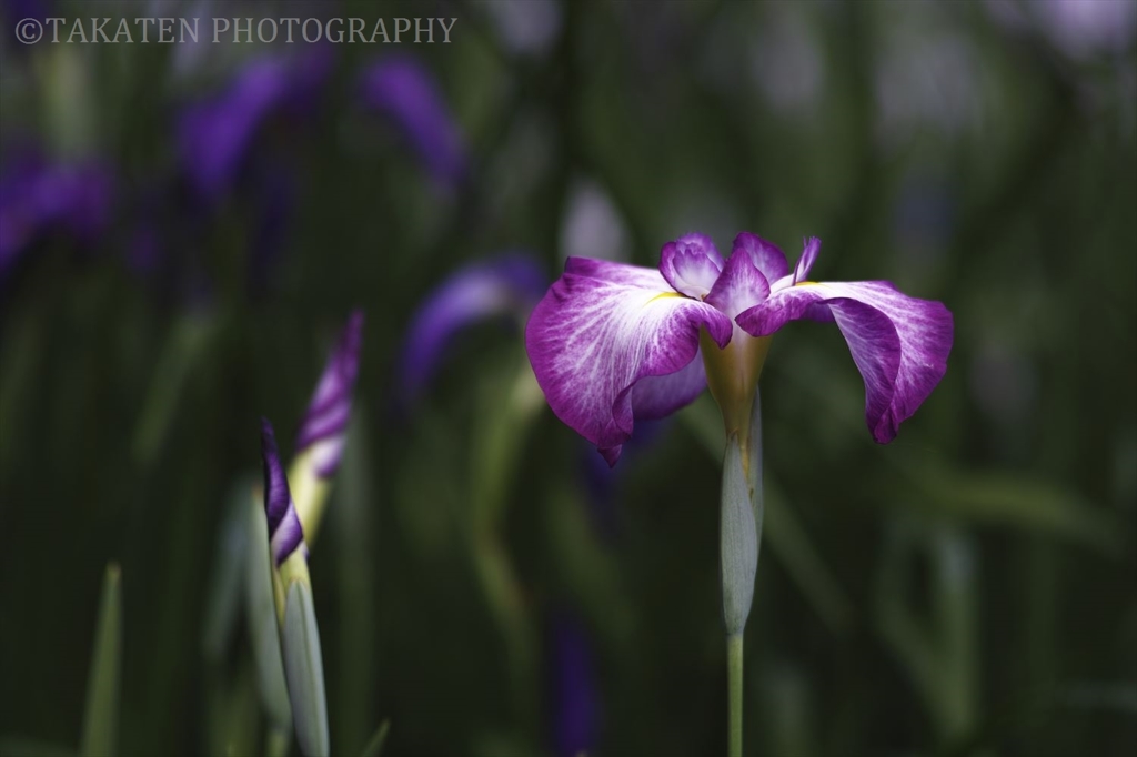 花菖蒲