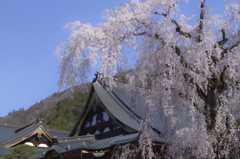 身延山久遠寺の枝垂れ桜