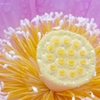 蓮華