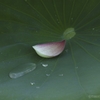 蓮華
