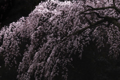 長興山紹太寺の枝垂れ桜