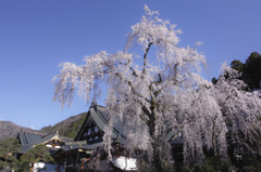 身延山久遠寺の枝垂れ桜