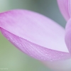蓮花