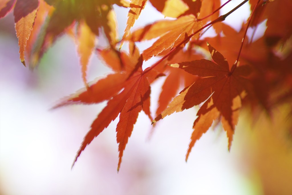 紅葉＠八田家書院