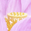 蓮花