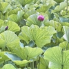 蓮花