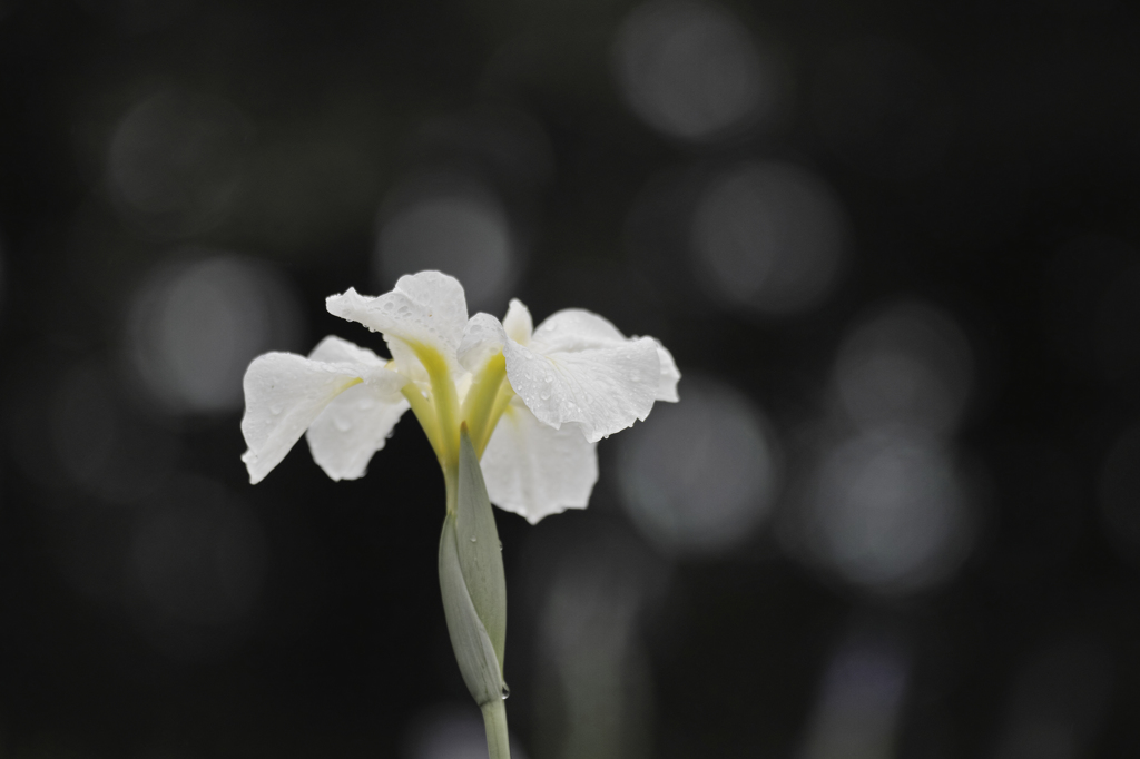 相模原公園の花菖蒲