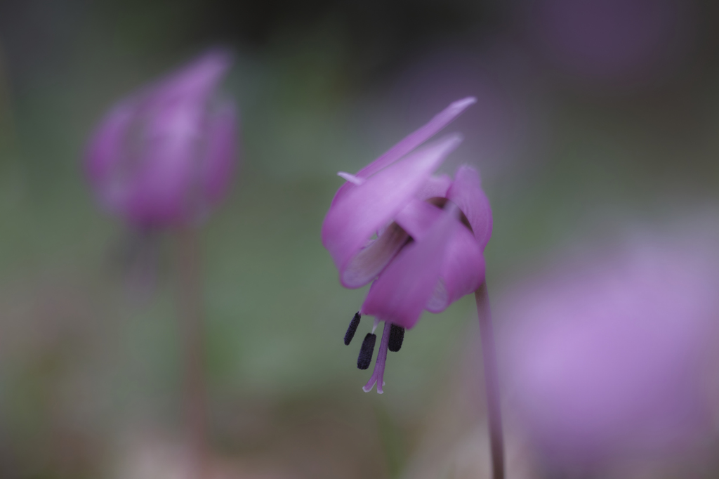 カタクリの花