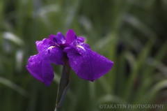 花菖蒲