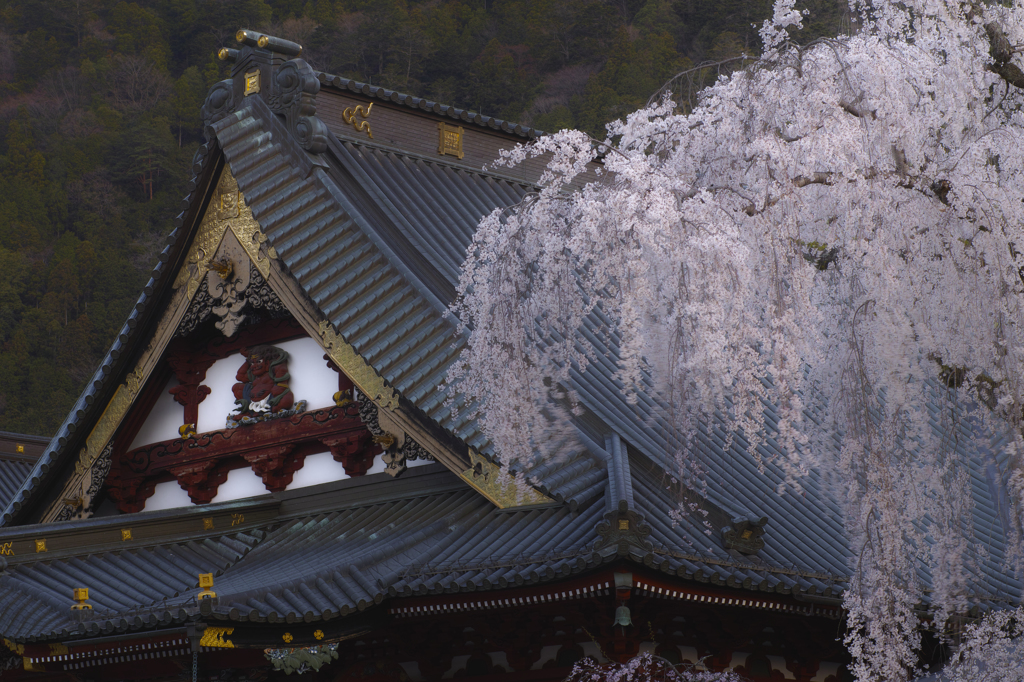 身延山久遠寺の枝垂れ桜