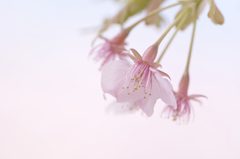 河津桜