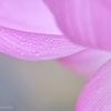 蓮華