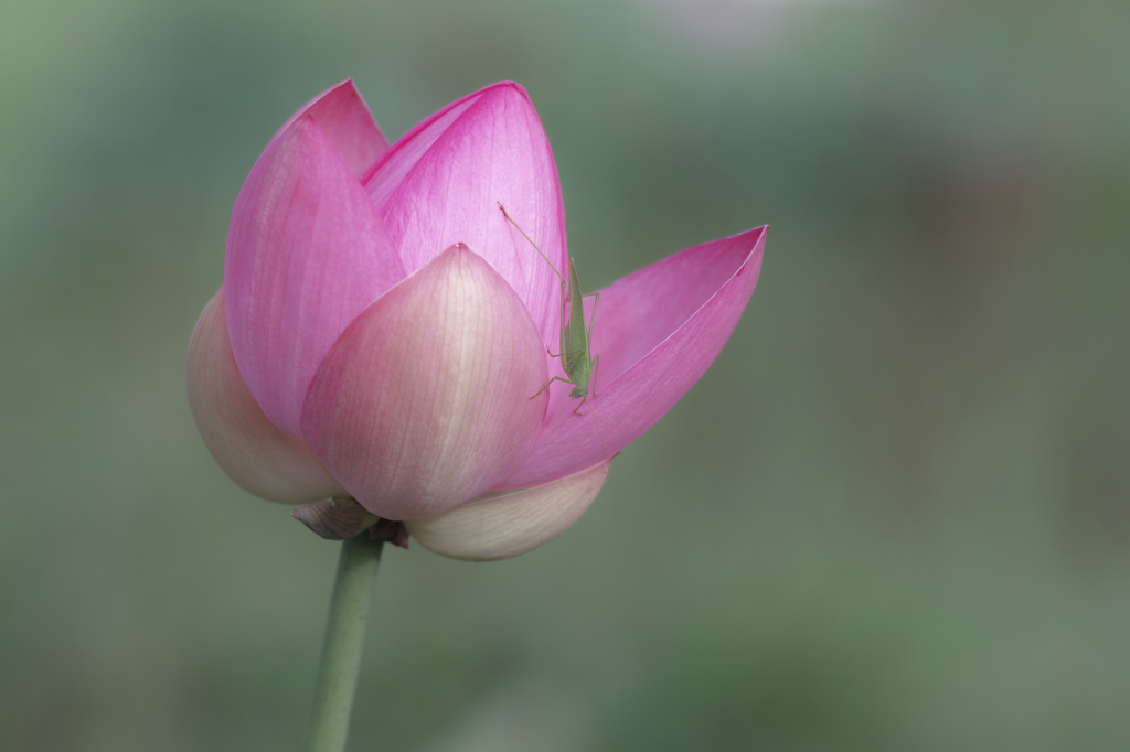 蓮の花