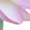 蓮花