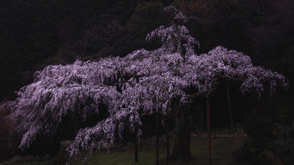 長興山紹太寺の枝垂れ桜
