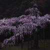 長興山紹太寺の枝垂れ桜