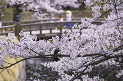 龍岡城五稜郭